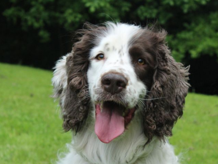 Patch is a sensitive soul and he really is looking for a special home. He is a Spaniel who needs a home with no other pets or children, and he absolutely loves toys.