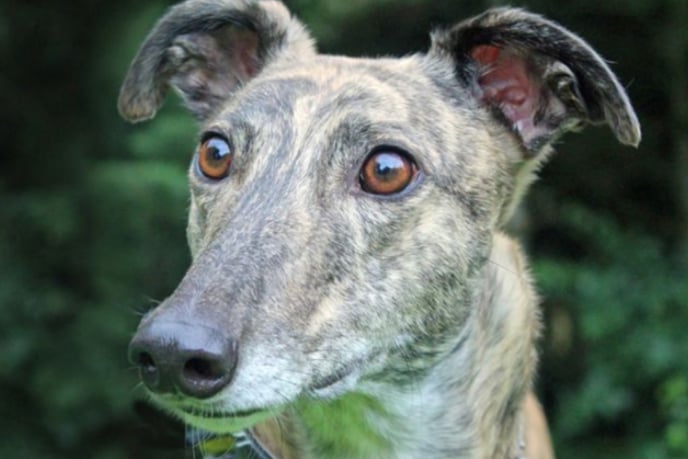 Cinders is a four year old Greyhound who is quiet, gentle and loves going for walks. She is best suited to a home with no other pets or children.