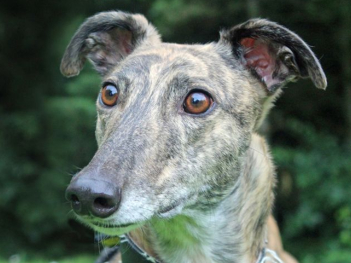 Cinders is a four year old Greyhound who is quiet, gentle and loves going for walks. She is best suited to a home with no other pets or children.