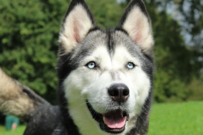 Beth is a Siberian Husky, looking for a home with any children aged 12 and over as she can be a little uncomfortable with close handling. She will need to be the only dog at home but loves meeting new people.