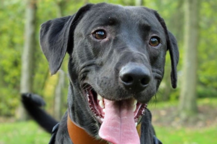 Bertie is a Lurcher cross who can live with children aged 12 and over, but he needs a home free of other pets. He is house trained and can be left alone for a couple of hours once he has settled in.