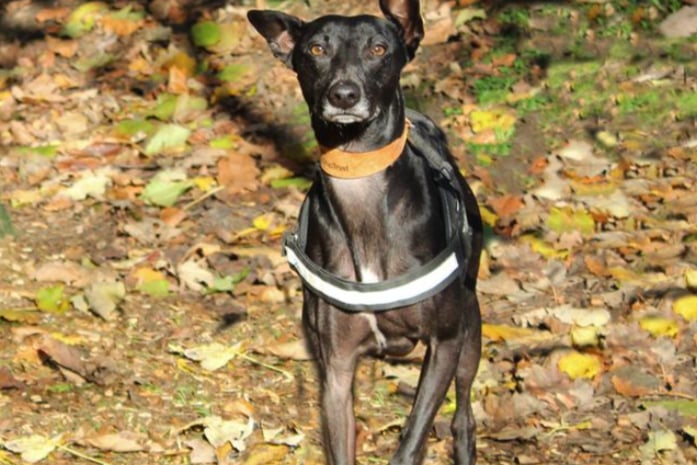 Loki is a Whippet cross looking for a patient family who will allow him to accept new people, dogs and places at his own speed. He is a sweet boy who can be shy but he is gaining confidence every day.