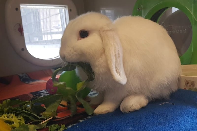 Sugar is a real sweet treat, and hopes to be rehomed with a neutered, male rabbit to be gradually bonded with. She loves to explore, be outside in the fresh air and indulge in some yummy treats! Sugar would love to have access to an outside run, so that she can gander about in the fresh air.