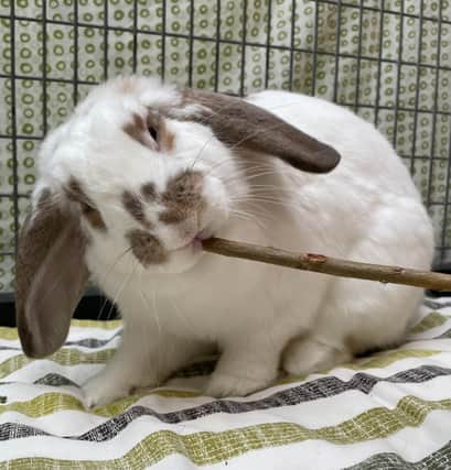 Bristol Animal Rescue Centre has seen a 33% increase in rabbits coming to the centre this year, compared to last - and is looking for new homes for the pets.