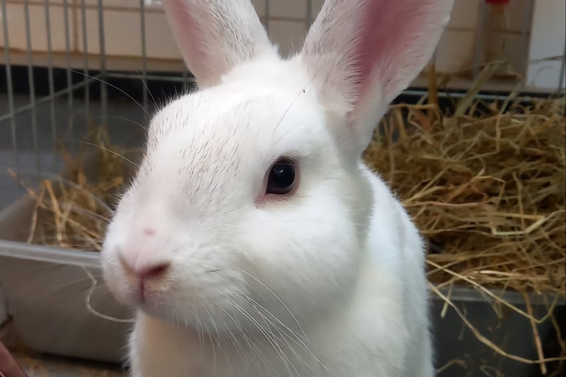 Pirate is a really confident young rabbit, who loves attention and can be handled easily.  He would benefit finding a home with a female rabbit of a similar age, and have plenty of space for them both to run around in.  Pirate would make an excellent house rabbit because he loves the company of people, and is a fairly clean bunny.