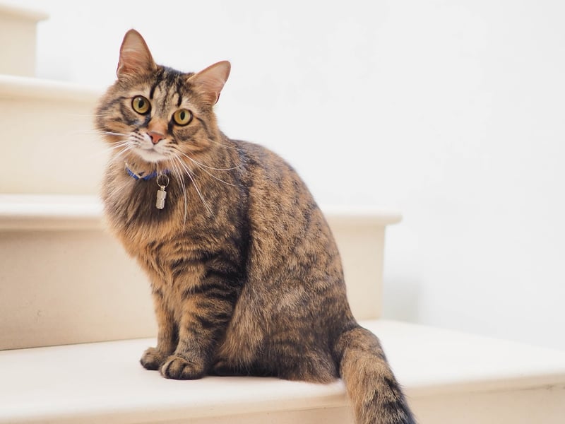 A worried or frustrated cat might stare at you  while it’s figuring out if you are a friend or a foe. They could also be staring since they are curious creatures