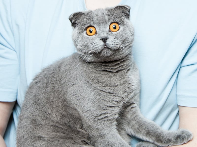 If a cat is anxious or stressed, its ears might be flat against its head. You should give your cat some space if this happens 