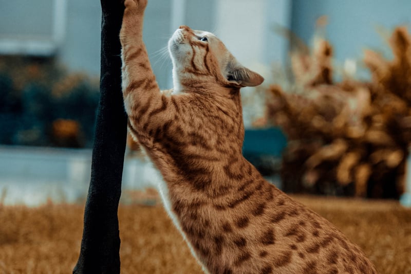 Cats scratch to mark their territory. They can identify locations in the wild with their markings and pheromones, and that behaviour has carried forward indoors as well 