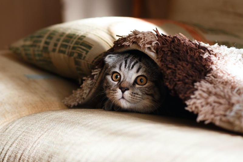 If your cat is hiding, then they are scared of something. It could be that they are scared of someone in the house or loud noises, could be anything. Just make sure they have a safe space to hide in