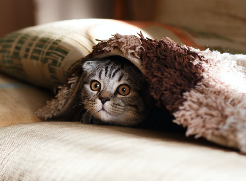 If your cat is hiding, then they are scared of something. It could be that they are scared of someone in the house or loud noises, could be anything. Just make sure they have a safe space to hide in