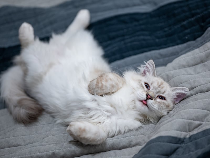 How much do you know about your cat’s behaviour? 