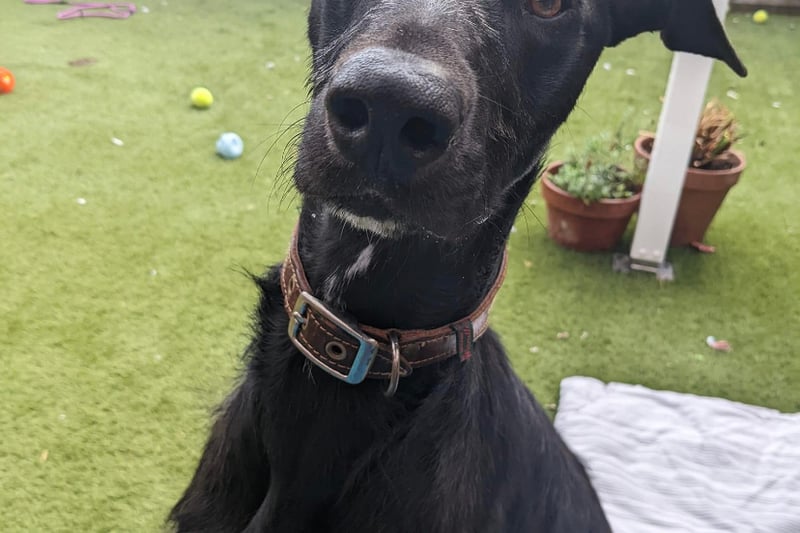 Raven is a friendly young boy who loves running around and chasing his toys. He enjoys spending time with people and will often jump up to try and give hugs. Being a sight-hound, he has a very high prey drive and will need to wear a muzzle on his walk - this doesn’t bother him. Raven can also be dog reactive, so further training will be needed to help him tolerate other dogs when out and about. Don't let his size fool you, he is a sensitive boy when it comes to traffic and will try to chase and bark at any passing vehicles. This is why Raven is looking for a rural home, where he can let loose and be his fun-loving self. His ideal day would be running around doing zoomies (in a secure field or large garden), followed by some nice cuddles and a nap - of course.
