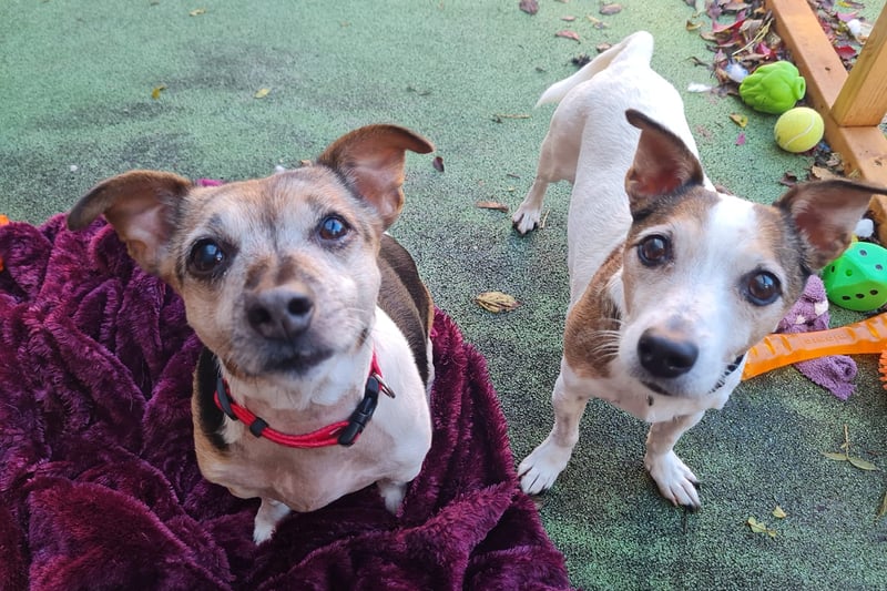 Tia and Maddy are the resident Golden Girls at Bristol ARC, but don't let their age fool you because they still love to run around and play. They walk very nicely on lead and are also able to settle well on their own. Maddy loves cuddles and affection while Tia is more independent and likes to follow her nose. Tia is mostly deaf now and needs to remain on a special renal diet - any adopters will need to be understanding of this in the long term. Tia and Maddy are a sweet pair of older ladies who are sure to bring plenty of love and joy to their new family.