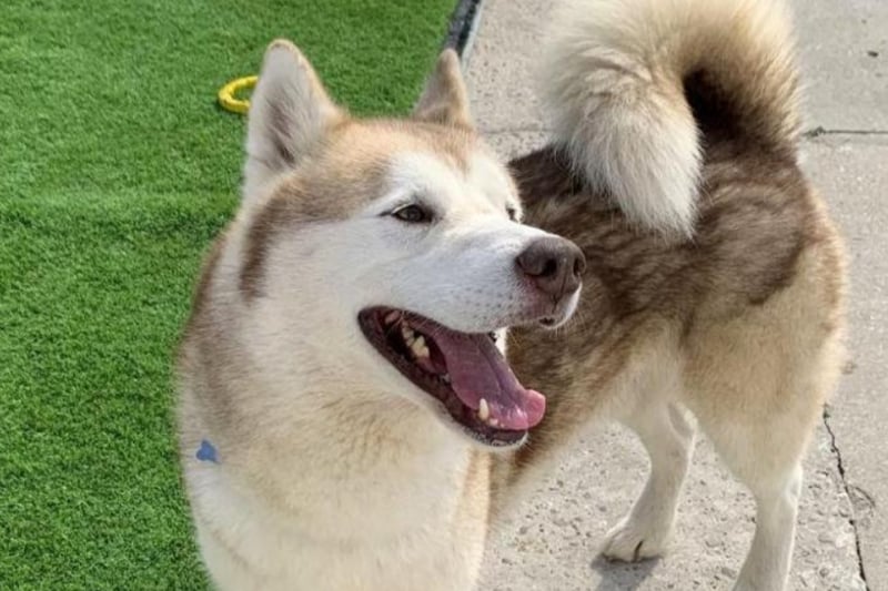 Marley is a Siberian Husky who is around 8 years old. He is best suited to someone who has experience with larger breed dogs and who will enjoy giving him plenty of exercise as huskies are active dogs .