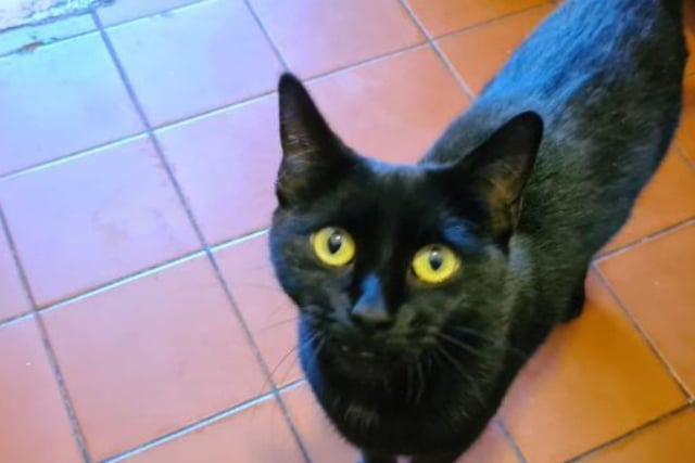 Daffodil is a domestic shorthair crossbreed who is around one year old. She was a stray taken in by a member of public over lockdown that ended up having a few litters. Now she is ready for a real home of her own where she can relax and enjoy life. 