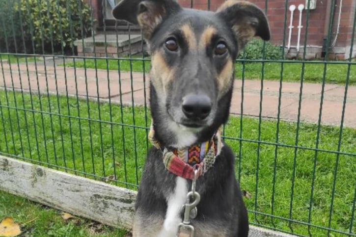 Lass is a crossbreed who is around one year old. Lass is best suited to a pet free household with children 14+.