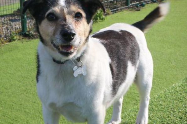Buster is a 12-year-old Jack Russell Terrier crossbreed. He is still full of energy but would be best suited to a home with no other dogs so he can rest and have downtime.