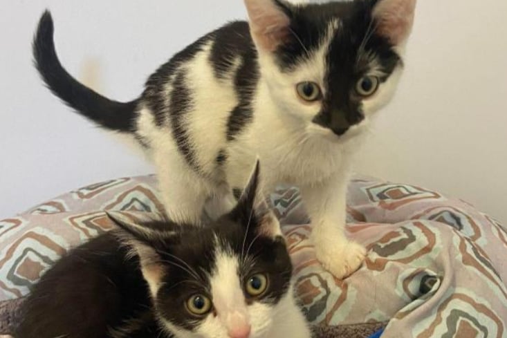 Kit and Vivian domestic shorthair crossbreed kittens. They are both very young and will need to be kept indoors till they are spayed and then they will be able to go in to the world. They’re looking for a family who can match their playful energy.
