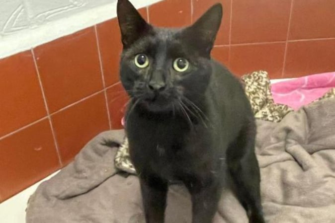 Bob is a domestic shorthair crossbreed who is often misunderstood. Bob prefers to be in a house with no other pets, with lots of company and access to outdoors. 