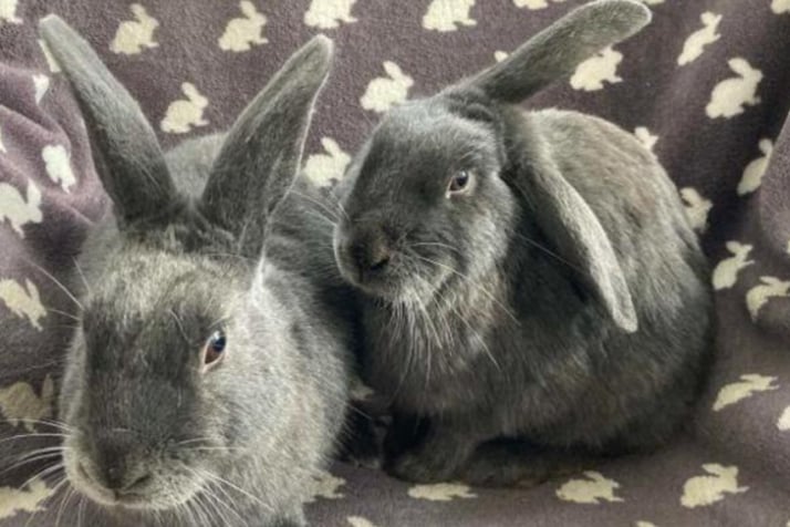 Cadbury and Galaxy are Belgian Hares hoping to join a new family together. They would prefer to be outdoor bunnies but could equally live indoors in a quiet home. They are both neutered fully vaccinated and microchipped. Cadbury and Galaxy are looking for a home where they will be the only bunnies in the home.