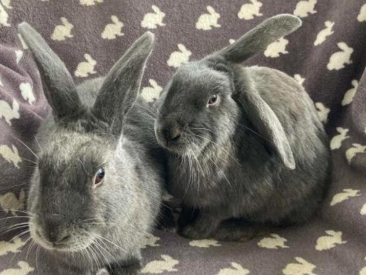Cadbury and Galaxy are Belgian Hares hoping to join a new family together. They would prefer to be outdoor bunnies but could equally live indoors in a quiet home. They are both neutered fully vaccinated and microchipped. Cadbury and Galaxy are looking for a home where they will be the only bunnies in the home.