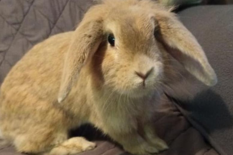 Jolly is a domestic rabbit who is around three years old. She could live as an indoor or an outdoor bunny and she is looking for a home where she will be bonded with a neutered male rabbit