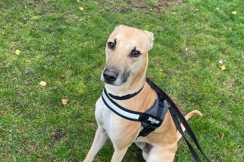 He is a 1 year 5 months old Lurcher at the Birmingham Centre. He is happy to give gentle cuddles and get lots of attention. He can live in a family home and possibly with other dogs. (Photo by Birmingham Dogs Home)
