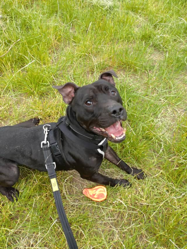 Damon is a Staffordshire Bull Terrier aged 6 years and 11 months. He will be good for an adult-only home with no other animals. He is at the Birmingham Centre. (Photo - Birmingham Dogs Home)