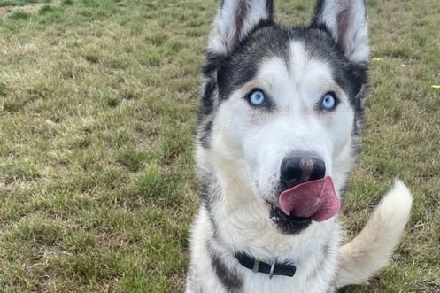 Alfie is a 7-year-old Husky at the Birmingham Centre. He is a sweet boy who can live with older children and possibly other dogs. (Photo by Birmingham Dogs Home)