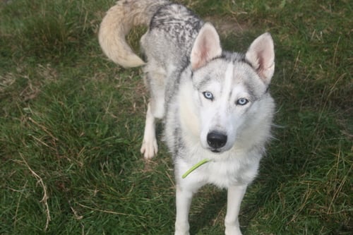 Snow is a Husky aged 4 years and 2 months. She is friendly and might be able to live with other dogs and children. She is at the Wolverhamptom centre. (Photo by Birmingham Dogs Home)