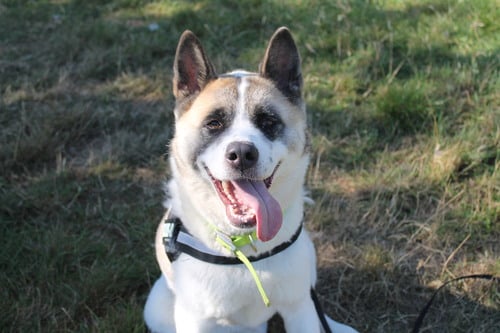 Dakota is an Akita. She is a playful 2-year-old dog, who will be happy in an adults-only home with no other pets. You can find her at the Wolverhampton centre. (Photo by Birmingham Dogs Home)