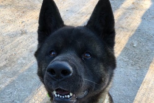 Reggie is a 6-year-old Akita at the Birmingham Centre. This lovable boy is perfect for an adults-only home. He is independent, calm, and is happy doing his own thing. (Photo by Birmingham Dogs Home)