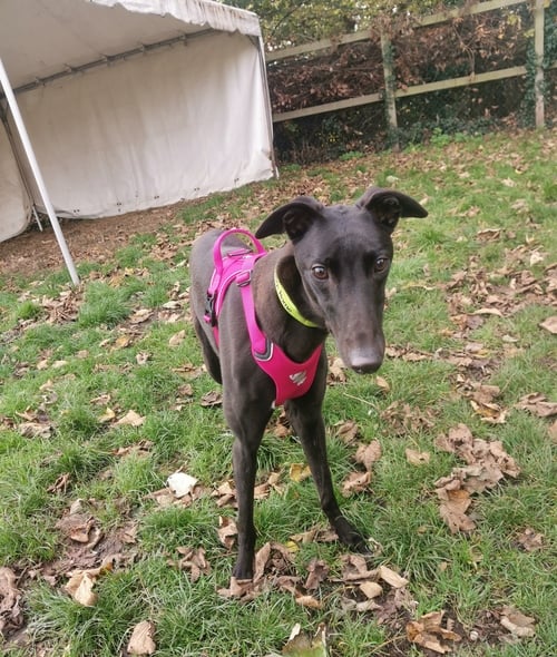 He is a Greyhound aged 2 years old. He is calm and laidback and is perfect for a family home. He is available at the Wolverhampton centre. (Photo by Birmingham Dogs Home)