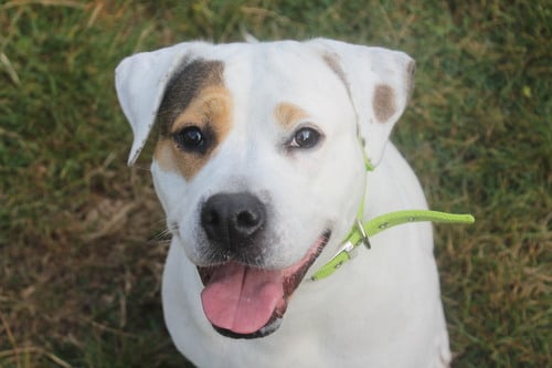 She is an American Bulldog aged 5 years and 11 months. She is best suited to a home with adults only. The affectionate and excitable girl is at the Wolverhampton centre. (Photo by Birmingham Dogs Home)
