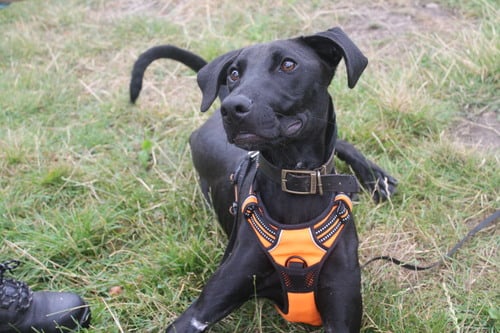 He is a 1 year 2 months old crossbreed at the Wolverhampton centre. He is muzzle trained and is best suited for an adults-only home with no other animals. He is working on his obedience and focus training. (Photo by Birmingham Dogs Home)