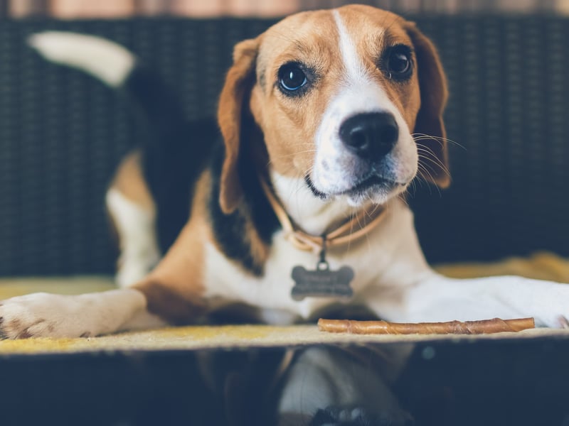 If a dog has its bottom raised like this one and is wagging its tail then it is inviting you to play, which means they don’t see you as a threat and are happy to have you around (Photo by Unsplash/Artem Beliaikin)