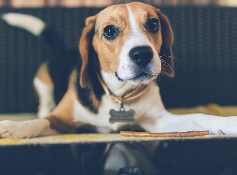 If a dog has its bottom raised like this one and is wagging its tail then it is inviting you to play, which means they don’t see you as a threat and are happy to have you around (Photo by Unsplash/Artem Beliaikin)