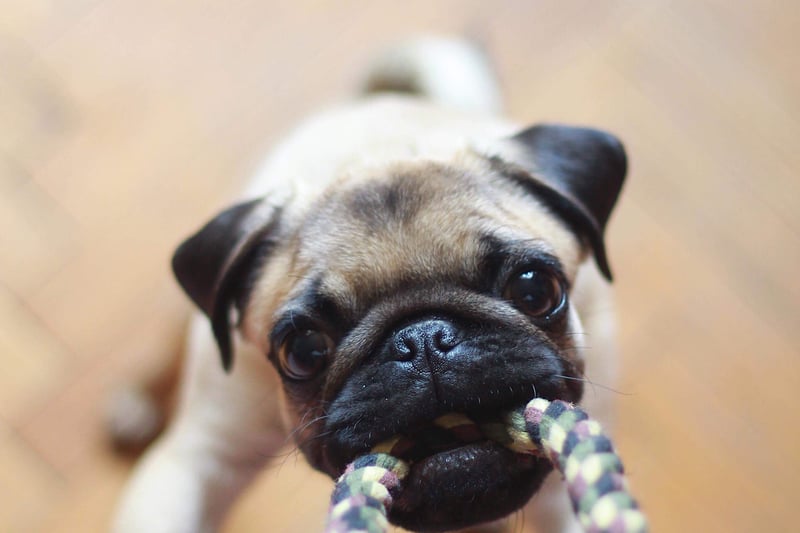 If a dog is shredding your shoes or upholstery and is trying to get your attention constantly it does not have enough stimulation. Your dog needs more play time and that could be through toys, puzzle games and more. (Photo by Unsplash)