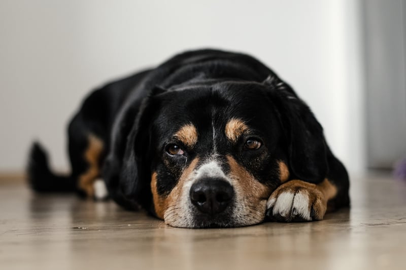 A lethargic dog could be bored and frustrated. They probably don’t have enough activity and mental stimulation. A dog needs both to be happy and healthy.  Lethargy could also be a sign of sickness so watch out for other symptoms like gastric distress.(Photo by Unsplash)