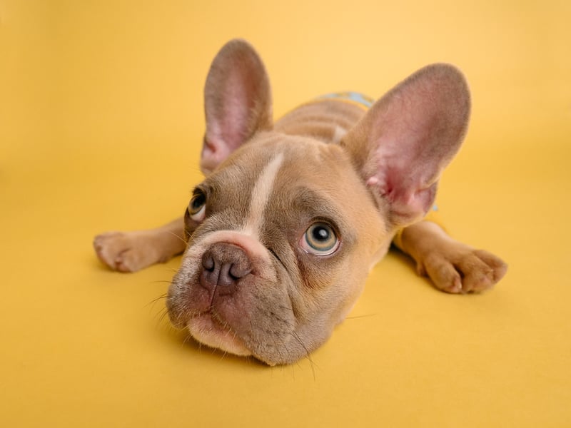 A worried dog is likely to avoid eye contact, turn its head away from you and get down on the floor. (Photo by Unsplash/Karsten Winegeart)