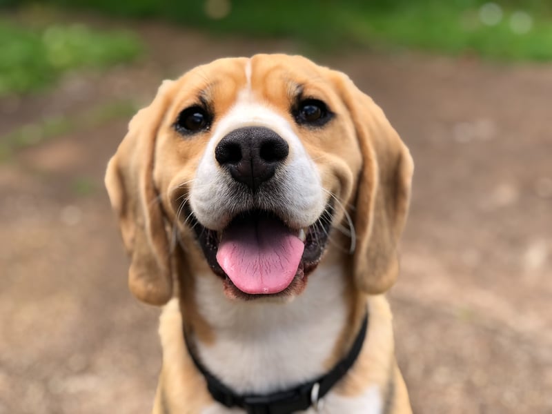Dogs are less of a mystery than cats but if you are having trouble understanding them, this guide could help