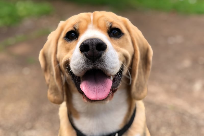 A dog with its mouth open and tongue out if likely happy and relaxed. They are glad to be around you and are not likely to be dangerous or threatening. They might also engage in play. (Photo by Unsplash/Marliese Streefland)