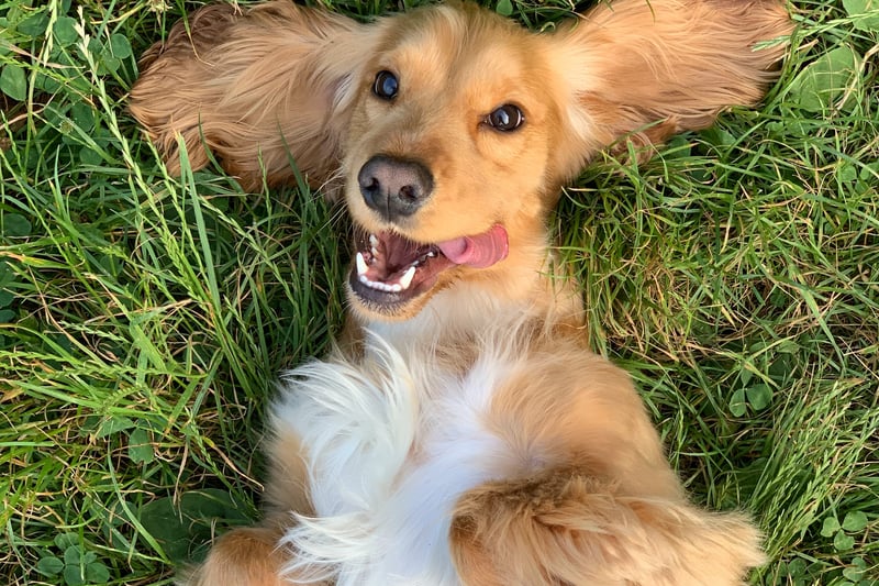 If a dog shows you its belly then it wants belly rubs or it is in an appeasement position to diffuse social tension. If they just want a belly rub, they likely want to feel affection from you. (Photo by Unsplash/Ralu Gal)