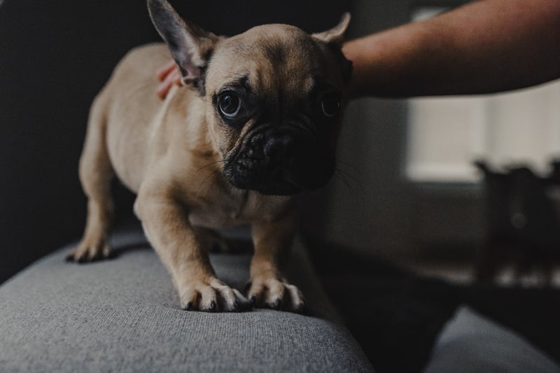 A worried or unhappy dog is likely going to be close to the floor even when standing. They might not be able to trust you completely yet. (Photo by Unsplash/serjan midili)