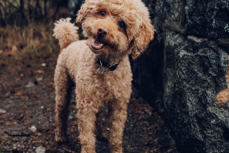 If a dog’s body weight is distributed across all four paws, their hair looks to be smooth, they are wagging their tail and they seem interested they are relaxed and happy.  (Photo by Unsplash/Fredrik Öhlander)