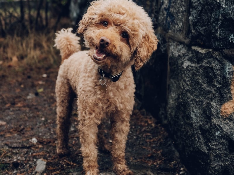 If a dog’s body weight is distributed across all four paws, their hair looks to be smooth, they are wagging their tail and they seem interested they are relaxed and happy.  (Photo by Unsplash/Fredrik Öhlander)