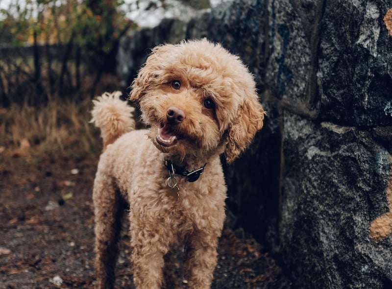 If a dog’s body weight is distributed across all four paws, their hair looks to be smooth, they are wagging their tail and they seem interested they are relaxed and happy.  (Photo by Unsplash/Fredrik Öhlander)