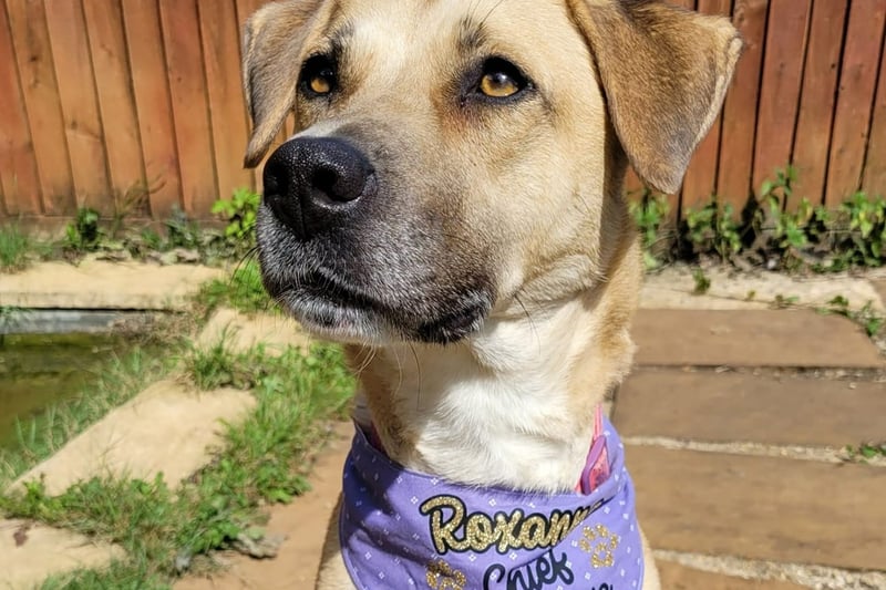 Roxanne is looking for owners with plenty of time to give - she will need someone around all day as she doesn't cope well when left alone. She enjoys playtime and loves training - already knowing how to sit, give both paws and wait – a very clever girl. Roxanne would make a great addition to an experienced dog-loving home.   She can be weary of new people and will need a quiet, understanding home with owners that will let her grow in confidence at her own pace. She will need her own secure garden as she is worried by other dogs and any walks should be kept to quieter areas to minimise her stress.