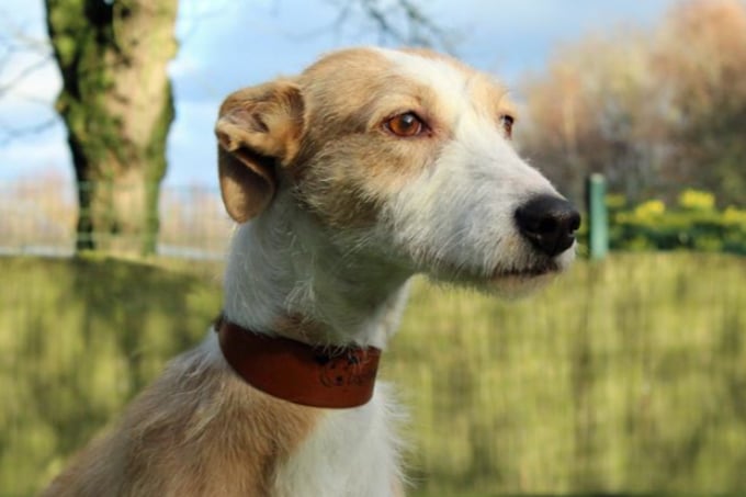 Juno is a very friendly Lurcher with a lot of energy. She is looking for a home on her own or with another friendly dog who is around the same size as her. Children will need to be over the age of 12 and quite confident as she is a very excitable/bouncy girl. Dogs Trust have no past history on Juno due to her being a stray, so are unsure if she is fully house trained and may need low leaving hours when settling in.