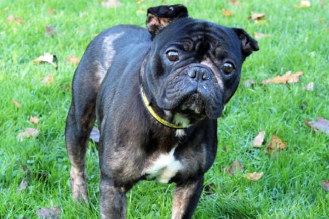 Coda is a gentle four year old Frenchie who has had a tough year and would love to find stability with a new family that will go easy with him, as he has sore skin. He doesn’t enjoy spending time by himself as he’s a real lap dog who likes to get on to your knee and seeks affection.